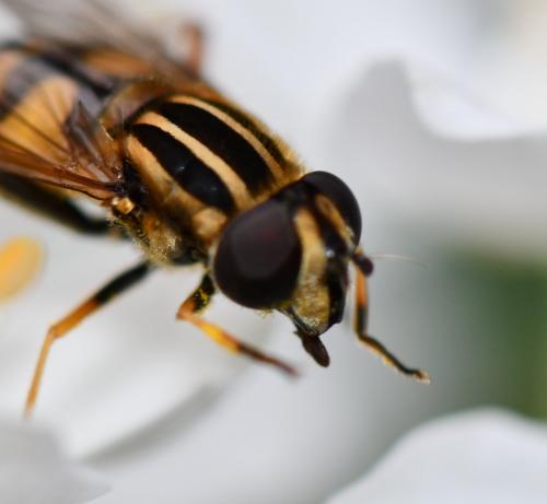 Réf. 242 981 : Helophilus pendulus